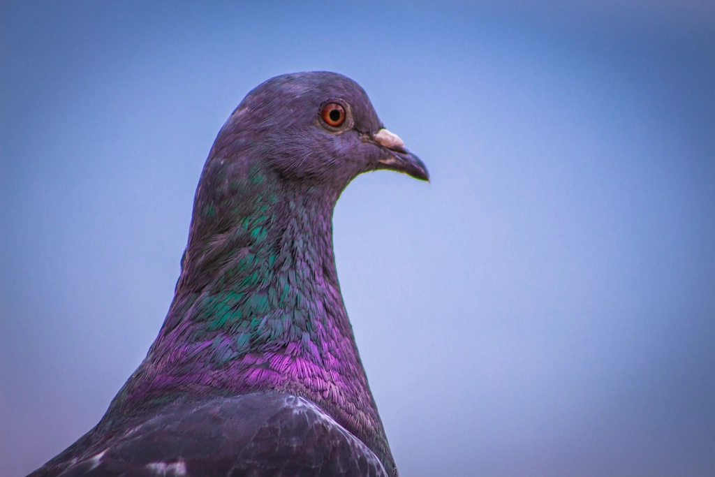 Pigeon close photo